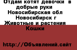 Отдам котят(девочки) в добрые руки  - Новосибирская обл., Новосибирск г. Животные и растения » Кошки   